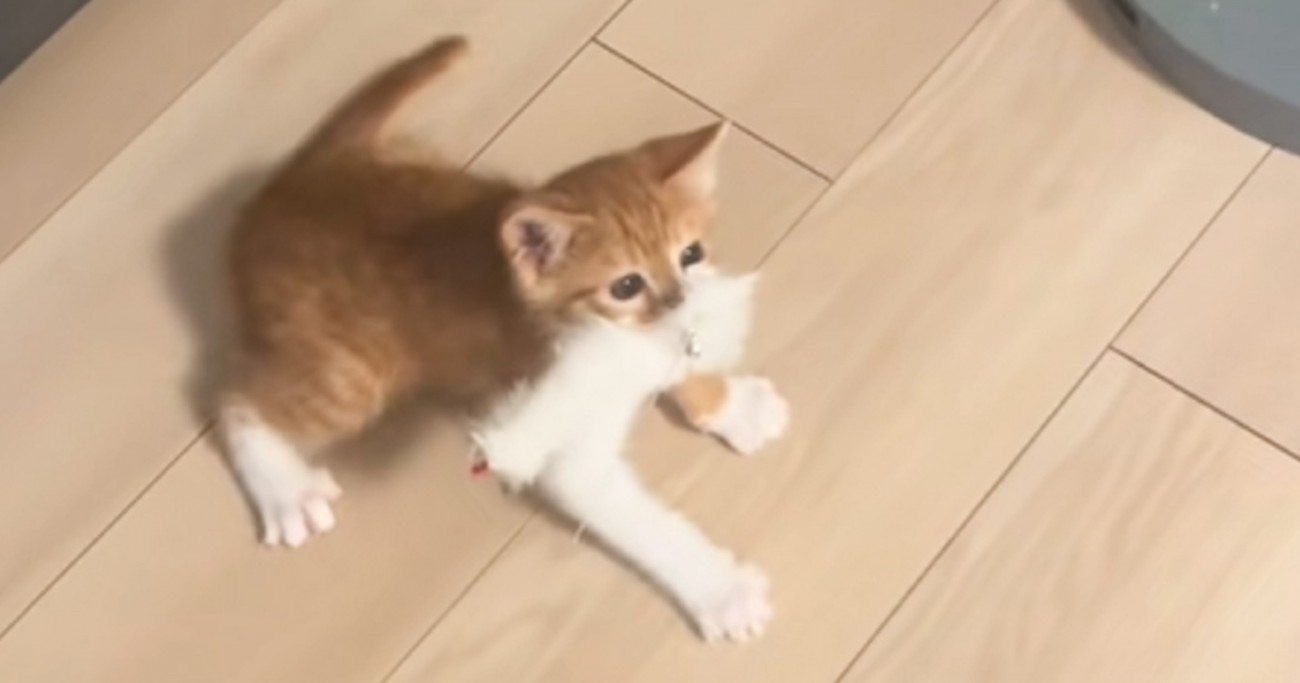 子猫と『猫じゃらし』を使用して遊んでいたら…まさかの光景に爆笑する人が続出「先住猫ドン引きで笑ったｗ」「もう魚なんよｗ」と16万再生