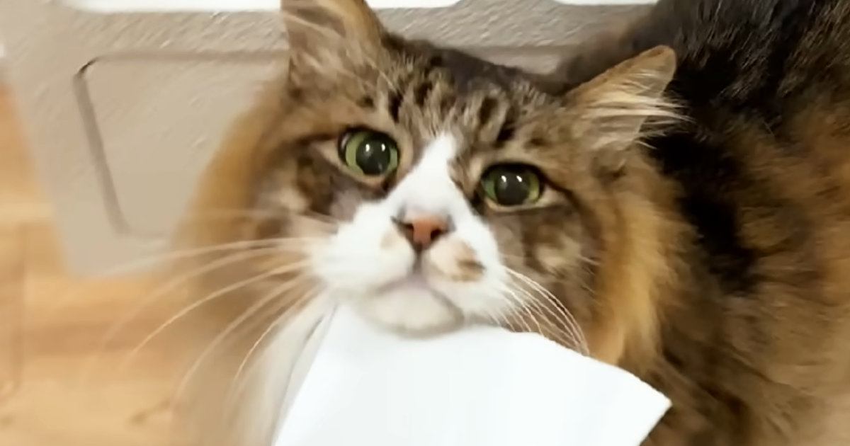 紙袋を引きずって歩く『ドジっ子な猫』→過去には、トンネルにハマって…思わず笑ってしまう光景に反響「電車の中だけどニヤけたｗ」「凄いｗ」