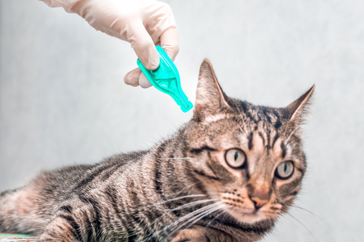 人にもうつってしまう猫の皮膚病『疥癬』ってなに？　主な原因から感染対策まで解説