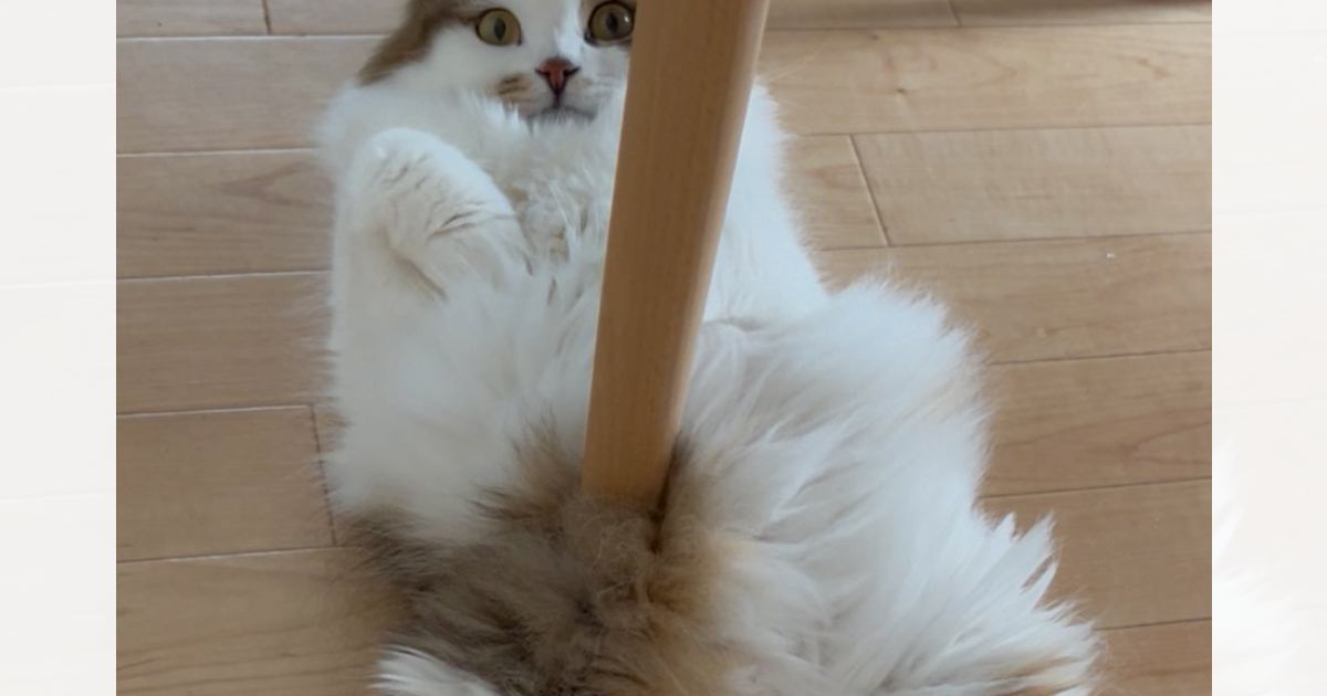 椅子の下でくつろいでいた猫の『お腹』を見たら……『目を疑う光景』に９万いいね「マジでどうなってるの」「刺さっているようにしか見えないｗ」
