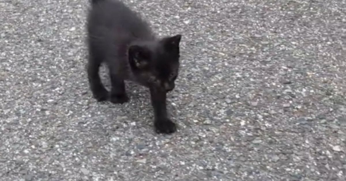 一生懸命あとをついて来た『ひとりぼっちの小さな黒猫』→家族になってから３か月…見違える変化に感動の声「出会えてよかった」「幸せだね」