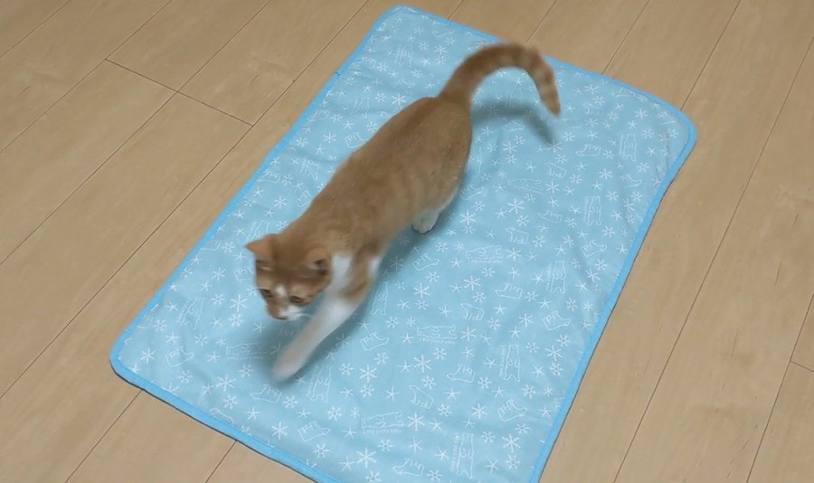 ひんやりマットに猫ちゃん大興奮♪姉弟それぞれ違った反応