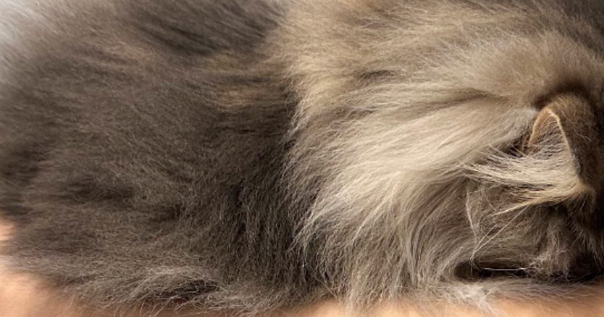 シャンプーをしようとお風呂場に連れて行ったら…猫が見せた『まさかの行動』が可愛すぎると6万いいね「もっふもふだね」「がんばれー」