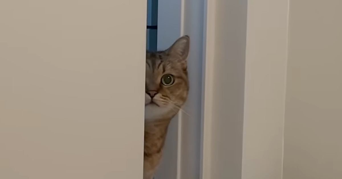 体調不良で寝込んでいたら、猫が近くにやってきて…思わず笑顔になる光景に「優しすぎる」「心配なんだろうね」「ずっと見ていられる」の声