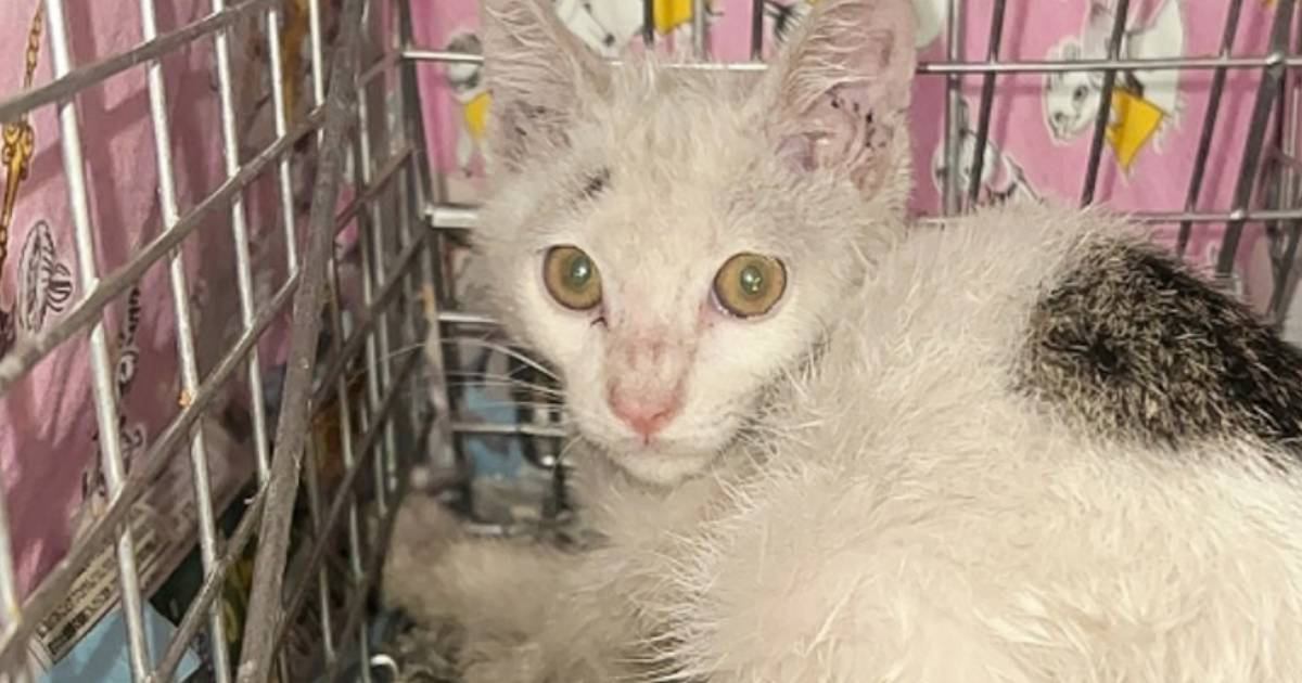 ボロボロの子猫と出会って、葛藤の末に……涙を誘う『感動のエピソード』に反響「助けてくれてありがとう」「なかなかできることじゃない」