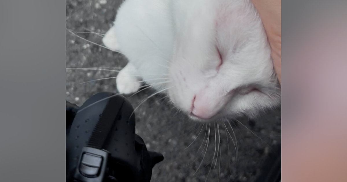 真夏に捨てられていた『耳が聴こえない白猫』→保護されると…幸せいっぱいな『現在の様子』に感動の声「ハッピーエンド」「素敵な出会い」