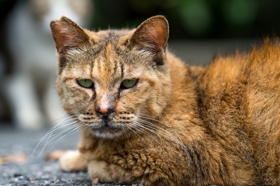 サビ猫は賢い！その性格や特徴、魅力とは