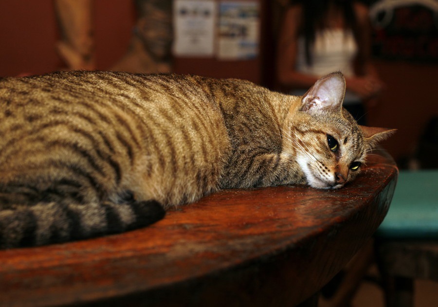 猫とグルメが好きな人注目！猫がいる飲食店特集