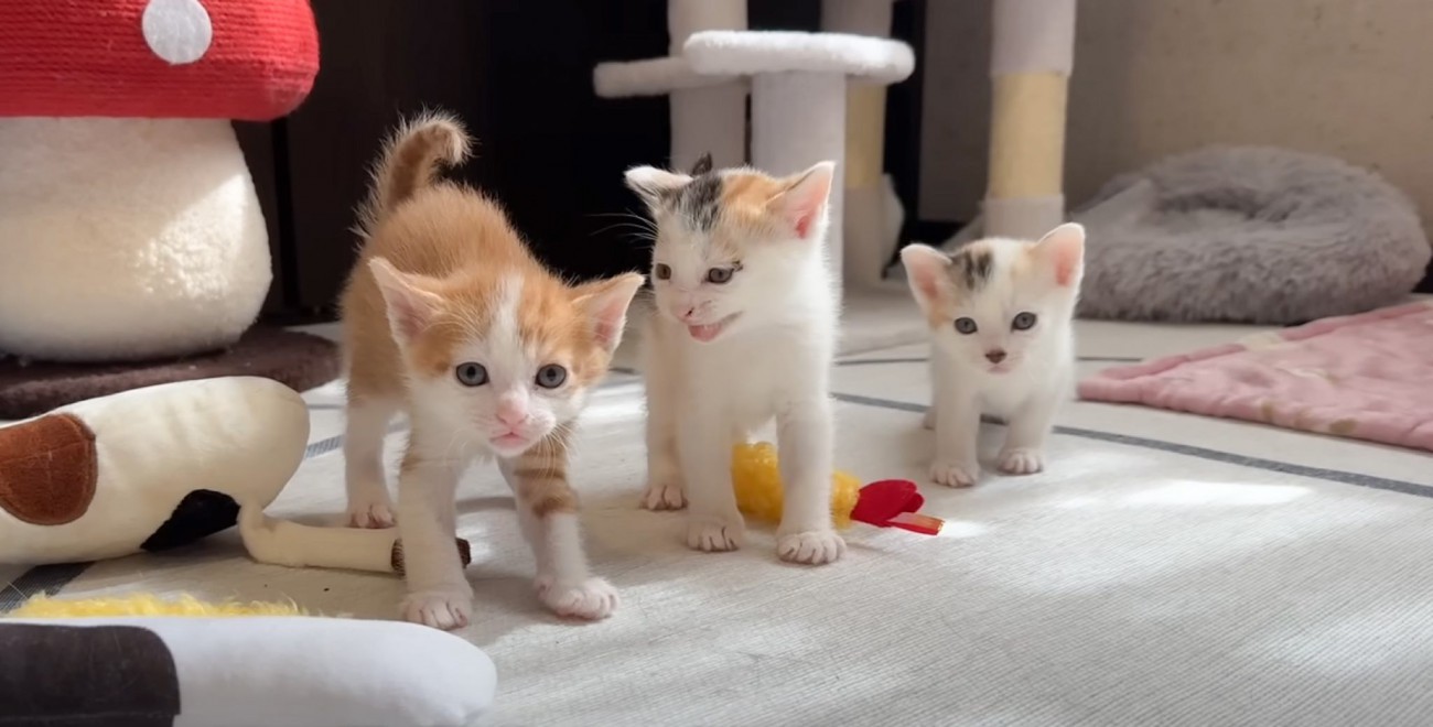 人間大好きな子猫たちに『あいさつ』をしてみたら…尊すぎて癒される光景が４万再生「たまらんね」「寄ってきてかわいい」と反響