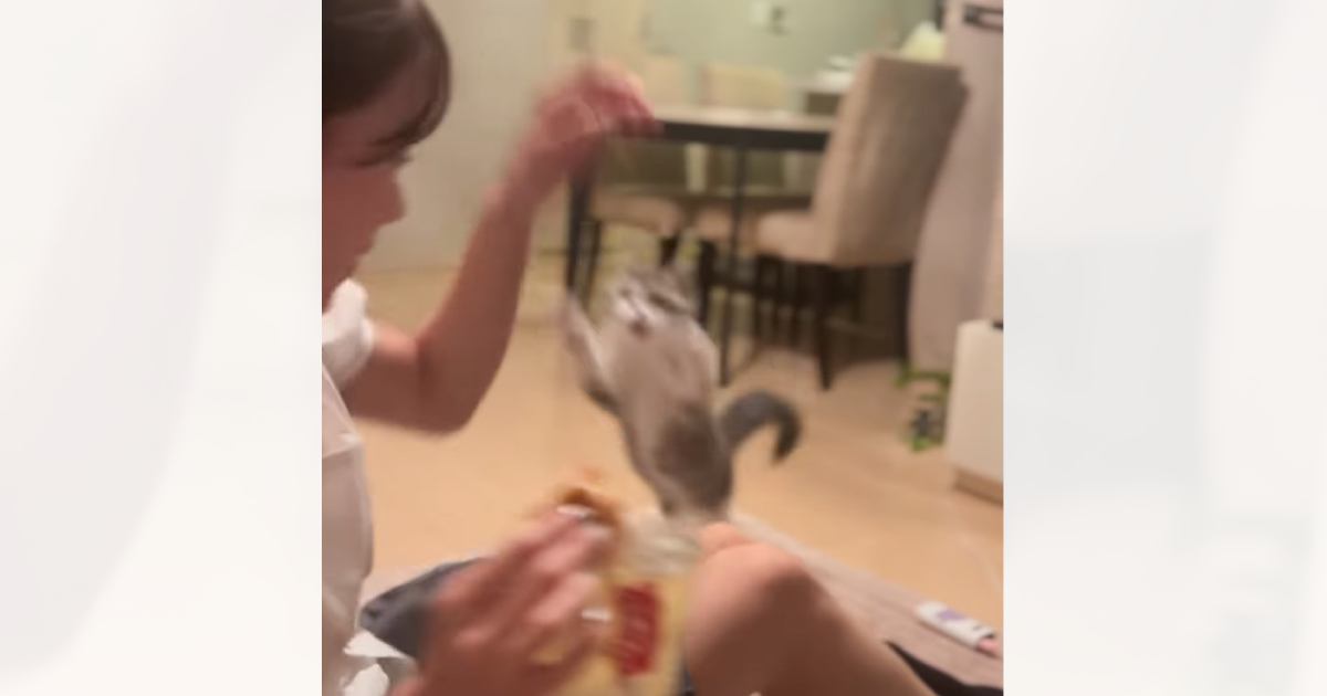 女の子が足を掻いていたら、奥から猫が…笑いを誘う『とんでもない瞬間』が493万再生「は、早すぎて見えないｗ」「想像以上のスピードに爆笑」