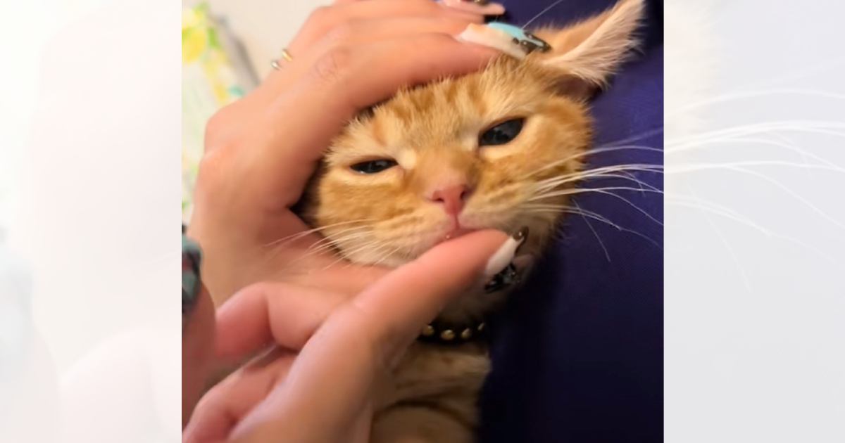 まだ歯磨きになれていない子猫→反応を見てみると…悶絶必至の『尊すぎる光景』が370万再生「可愛すぎて無理」「嫌がり方がかわいいｗ」