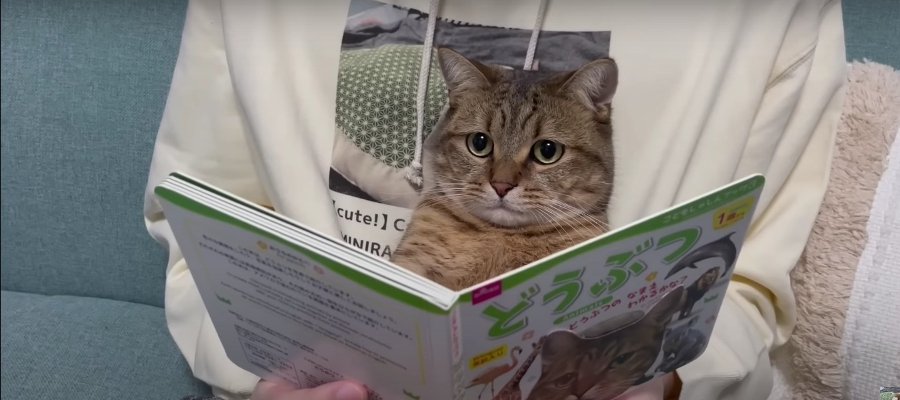 猫顔どうぶつ図鑑？！困惑が隠せない猫ちゃん