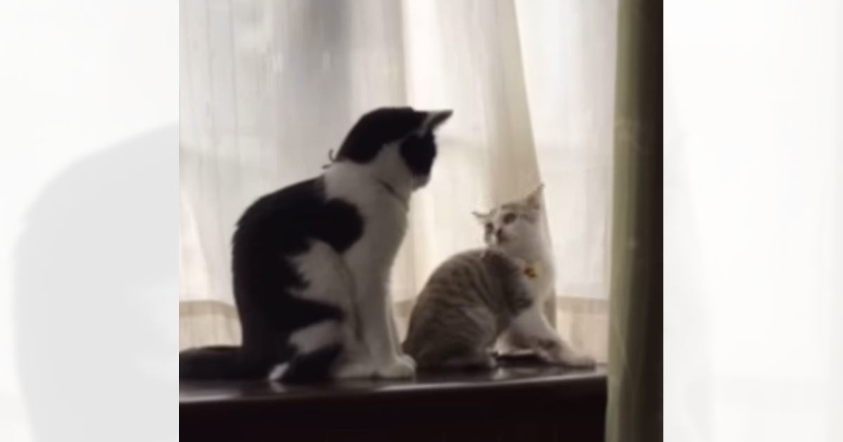 先住猫に甘えていた『小さな子猫』が、現在…予想を超える『衝撃のビフォーアフター』が17万再生「想像の遥か上をいったｗ」「潰れそうｗ」