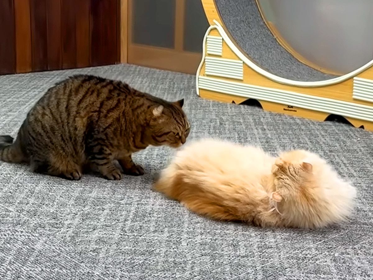 兄におしりを嗅がれるのが嫌いなネコ→怒られてもやめなかった結果…『まるでマンガのような光景』に爆笑「ゲラゲラ笑った」「なかなかのバトル」