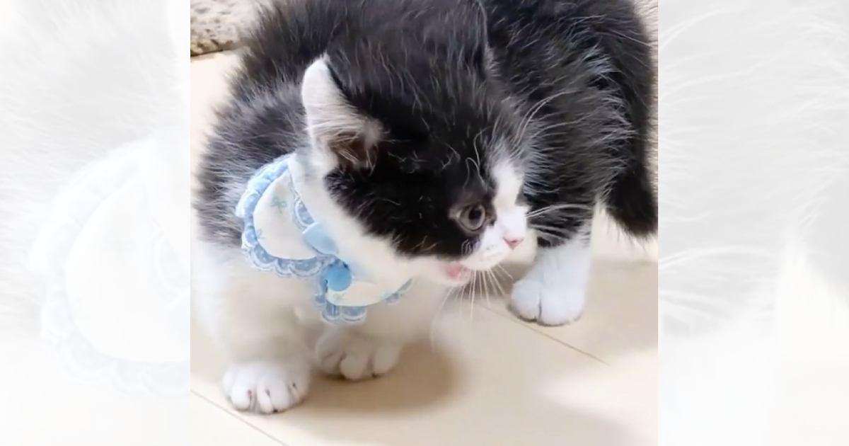 ふわっふわの子猫の『毛』が変化して……まるでハリネズミのようになった『まさかの光景』が可愛すぎると41万再生「笑った」「愛らしいね」