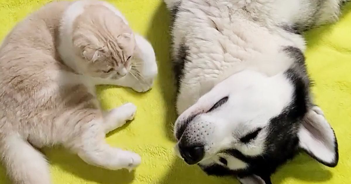 大型犬のそばにやってきた猫→隣に寝転がったと思ったら…とんでもなく尊い『まさかの光景』が22万再生「本当に天使」「ほんと親子みたい」