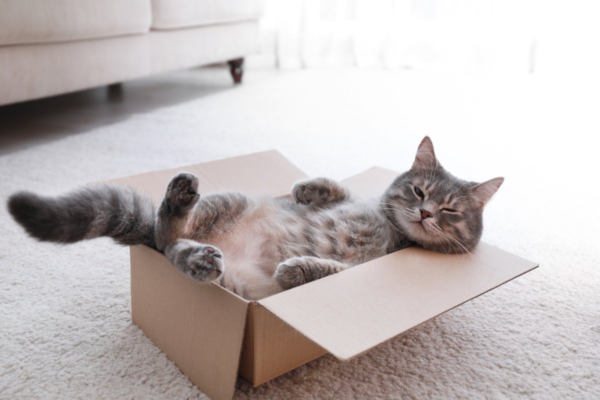 猫にとって『最高な暮らし』に必要な条件4選　居心地よく感じる理由や環境の整え方