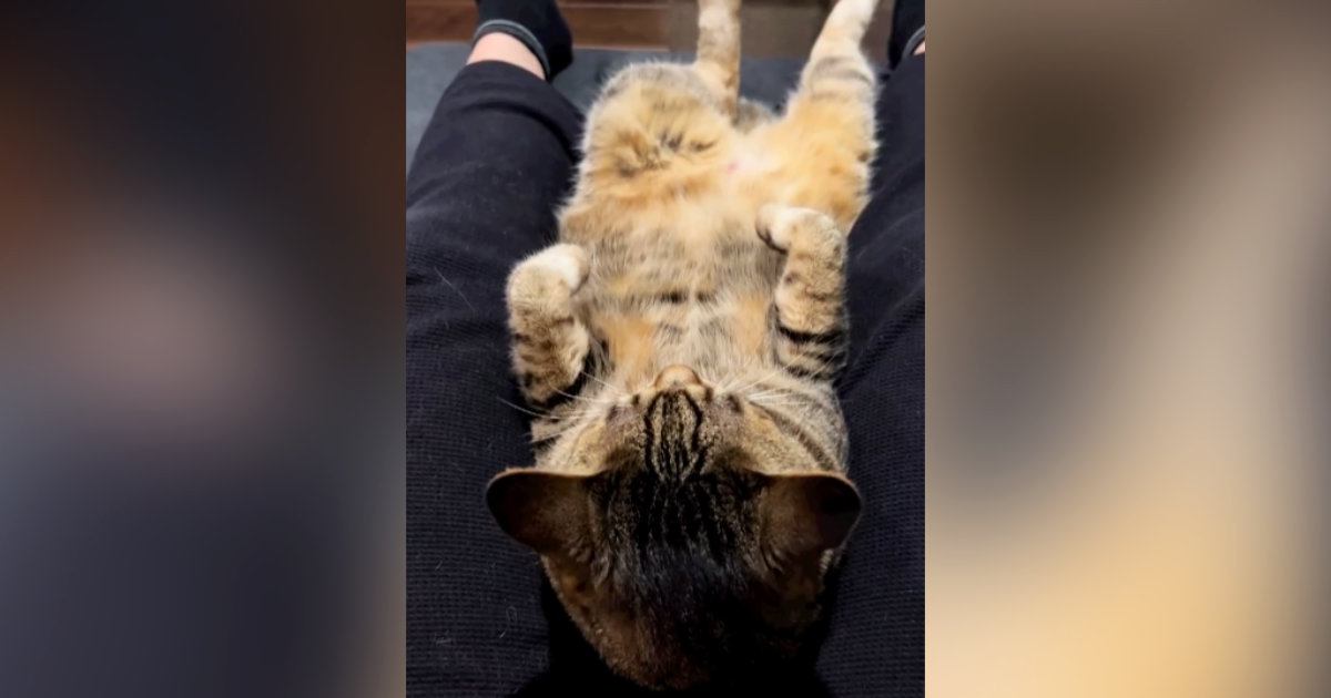 飼い主の『足の間でくつろいでいた猫』→起き上がろうとした結果…『まさかの行動』に爆笑の声「腹筋鍛えてるにゃｗ」「応援しちゃったｗ」