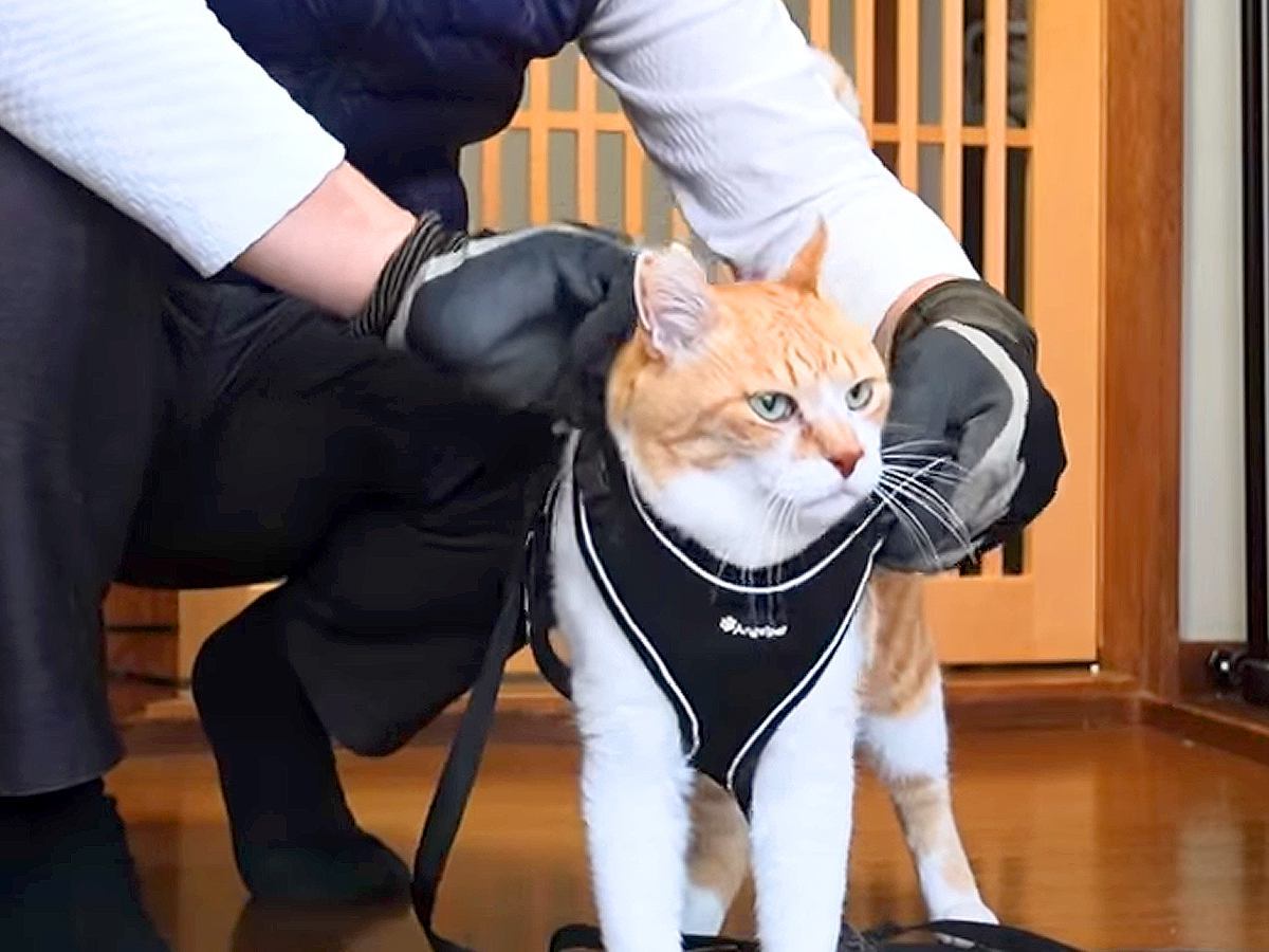 ママがお出かけ中、猫が『パパと散歩』に行くことになった結果…笑ってしまうやり取りが37万再生「声出して笑ったｗ」「お父さん最高ｗ」