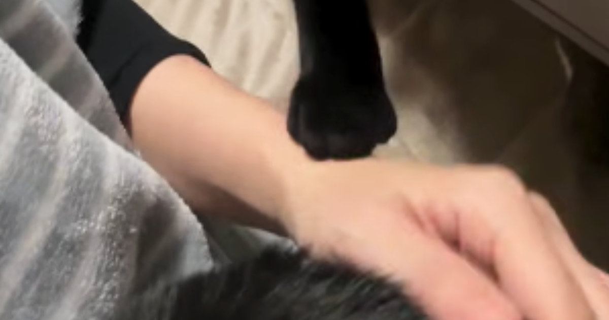 猫のことを撫でていると、もう1匹の猫が手を触ってきて…予想外の『可愛い展開』に癒される人続出「ヤキモチ焼いてるのかな」「たまらない」