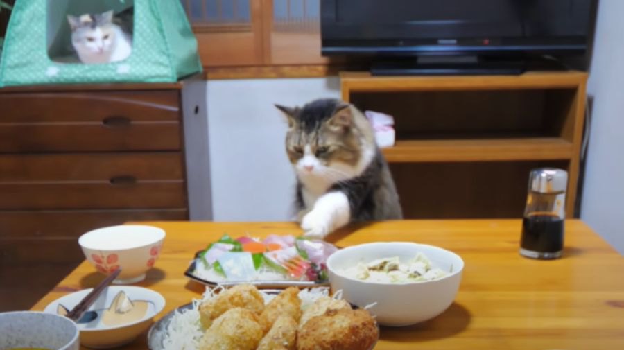 お刺身を狙う猫ちゃんの白いおててが可愛い♡