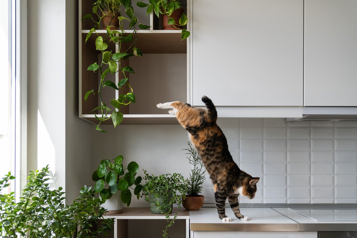 猫のいる家は要注意！猫には害になる『危険すぎる植物』5選　逆に置いて大丈夫なものもご紹介