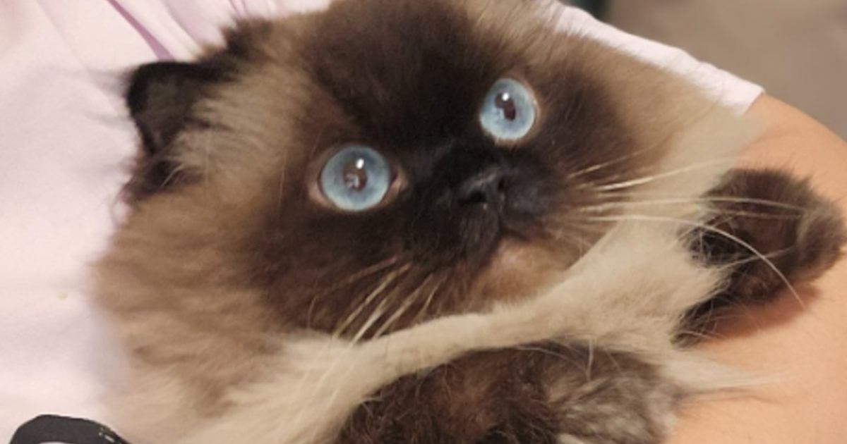 飼い主さんに捕まってしまった猫→表情が"可愛すぎてたまらない"と114万表示「なんてプリチーなの」「まん丸おめめがたまらん」