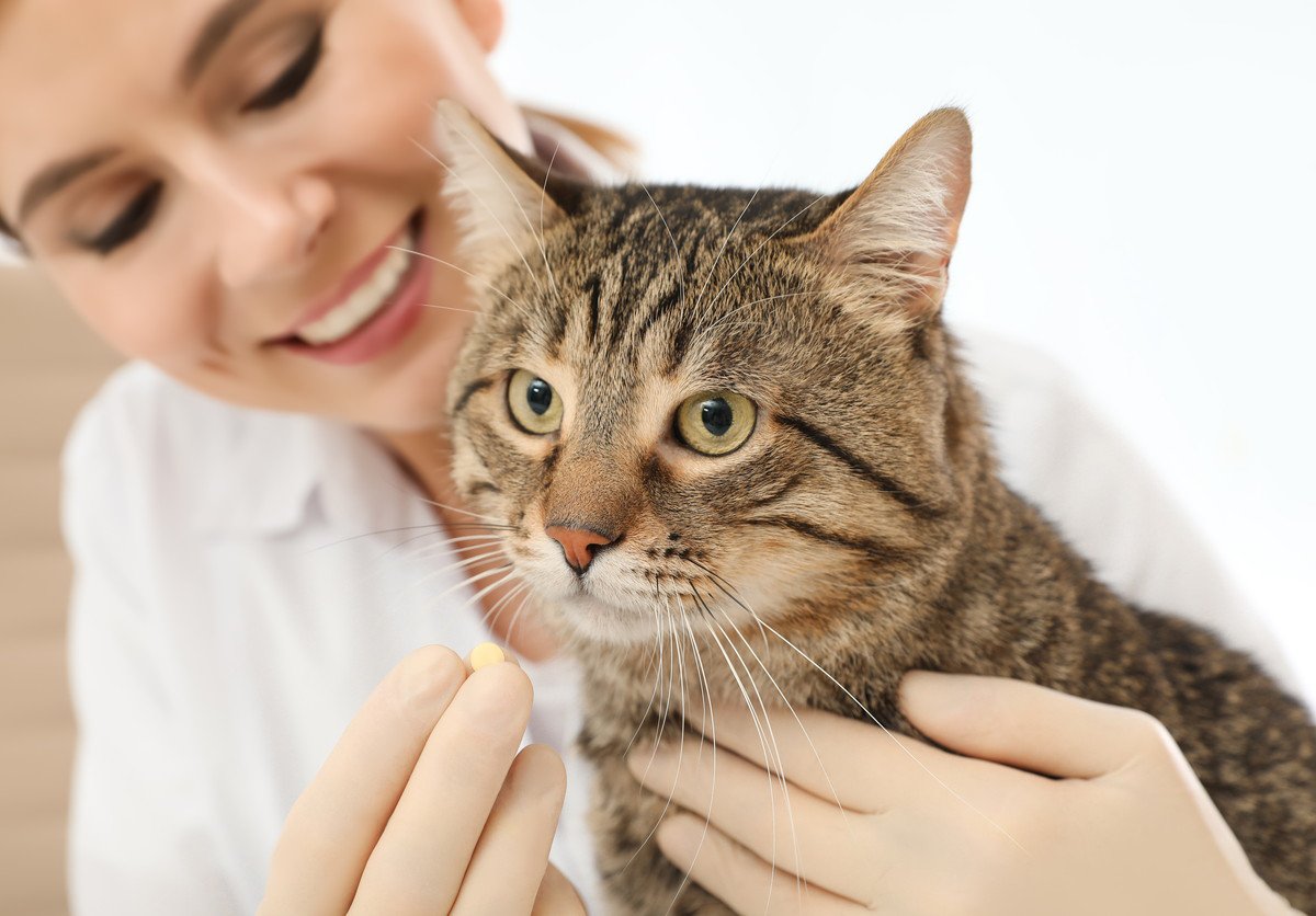 猫が『目をそらす』時の意味3つ