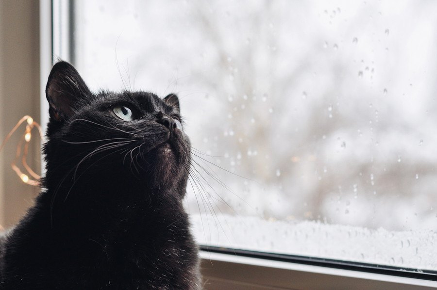 猫と雨の不思議な関係　猫が顔を洗うと本当に雨が降る？