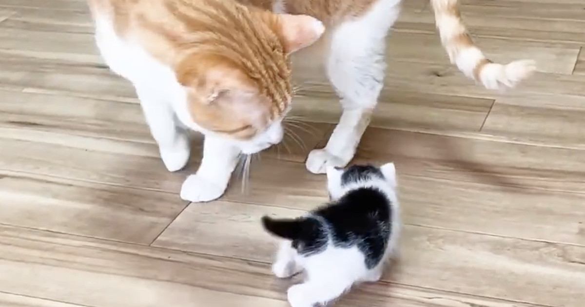 部屋を探索する赤ちゃん猫→『優しい先住猫』が近くにやってくると…可愛すぎる光景が13万再生「優しさに感動した」「健気で可愛い」
