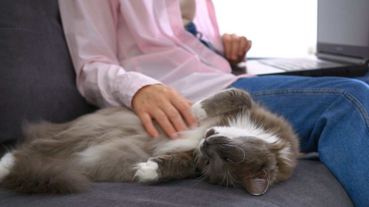 猫が『あなたの近くから離れない』ときの理由5つ　気持ちの見分け方や対処法まで解説
