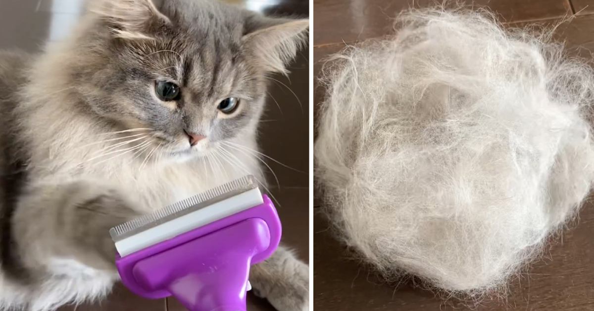 猫から取れた『大量の抜け毛』でアイテムを作成したら…素敵すぎる『完成品』が2198万再生「めちゃくちゃ可愛い」「ファッションリーダーにゃ」