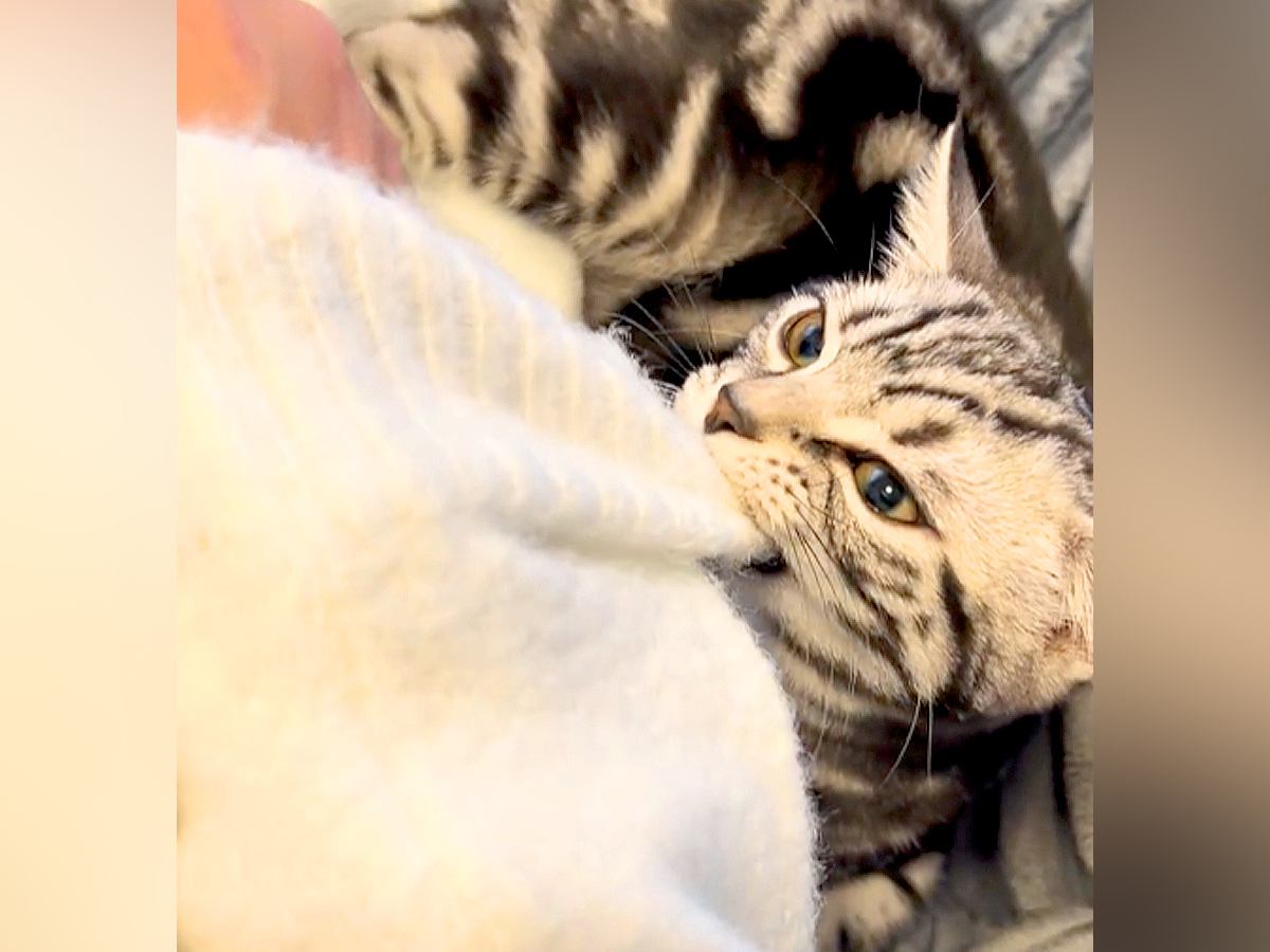 出かけようとしたら、ネコが腕をつかんできて…絶対に無視できない『可愛すぎる行動』に反響「振り払えるわけがない」「察知したのね」