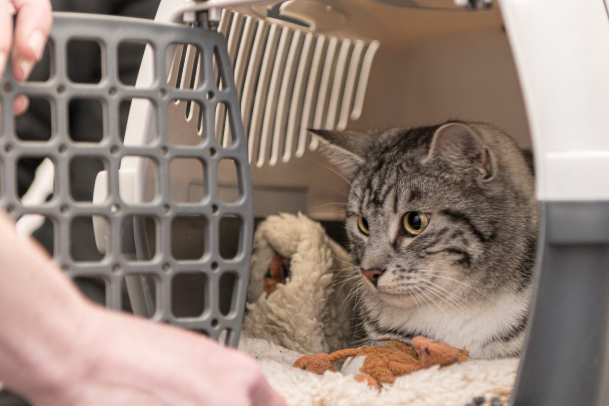 【獣医師執筆】愛猫の安心ために…「キャリートレーニング」の基本を獣医が解説