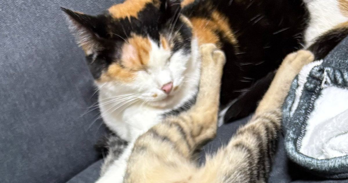 新居にきて1日目は『ビクビクしていた猫たち』→2日目になると…順応力が高すぎる光景に1万いいね「前世人ではｗ」「めっちゃかわいい」
