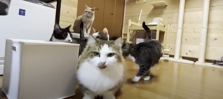 「ぼくのおやつどこ!?」　5匹のきょうだい猫がおやつに大興奮！　激しい奪い合いの勝者はだれ？