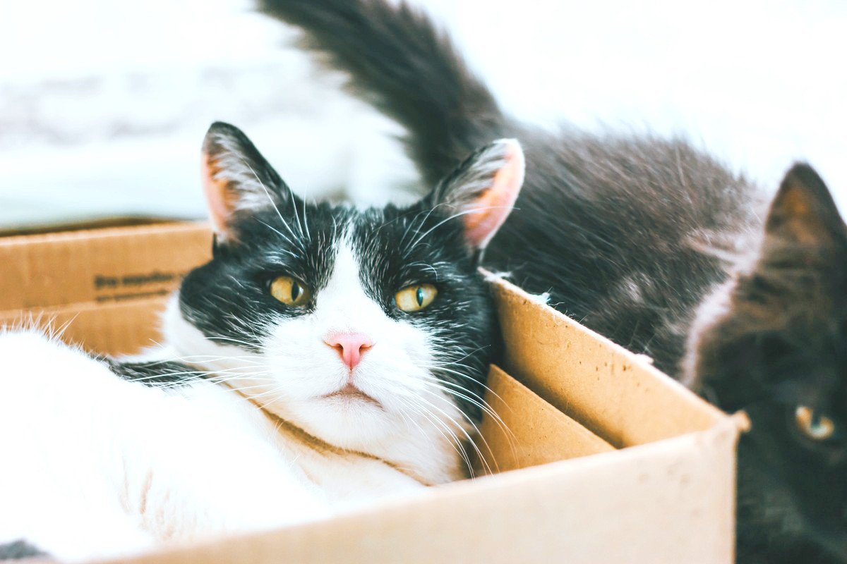 猫の『毛色が変わる』こともある？考えられる3つの原因　病気のサインの場合も