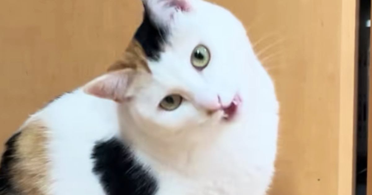 飼い主を見つめる三毛猫→次の瞬間…予想外の『かまってアピール』に「あざと可愛いにもほどがある」「何回でも見たいｗ」と１万いいね