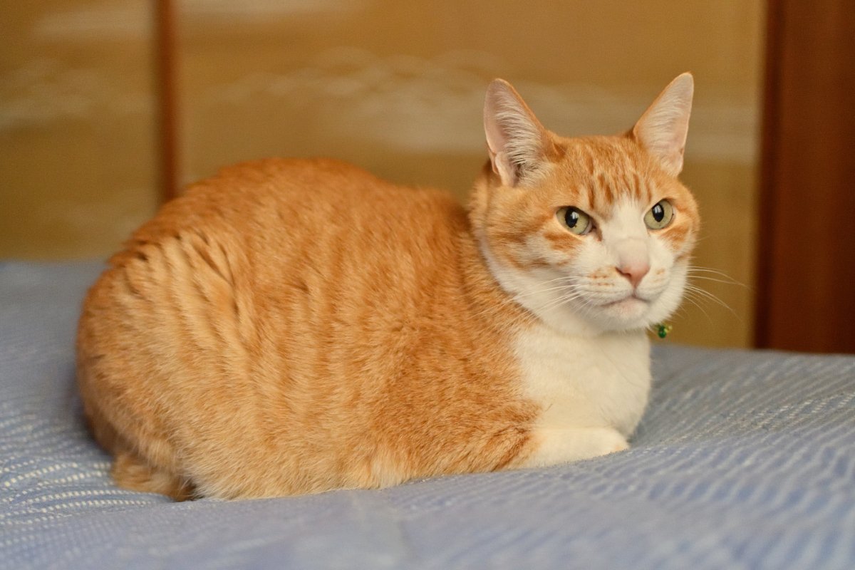 猫が『香箱座り』をするときの心理4選　どんな意味があるの？気持ちを読み取るコツもご紹介