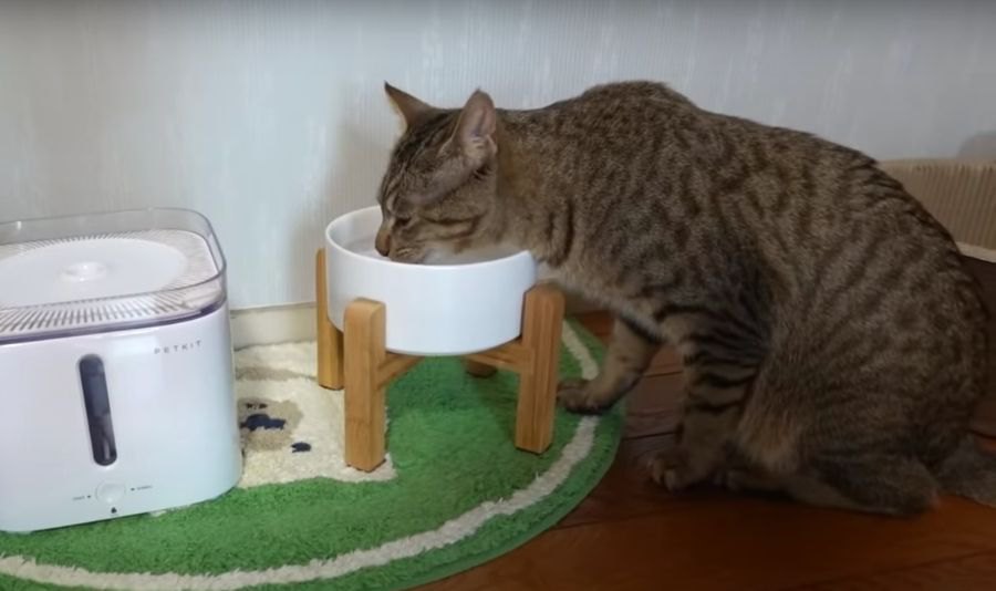 自動給水機からシンプルなおNEWの給水機に！猫ちゃんは飲んでくれるかな？