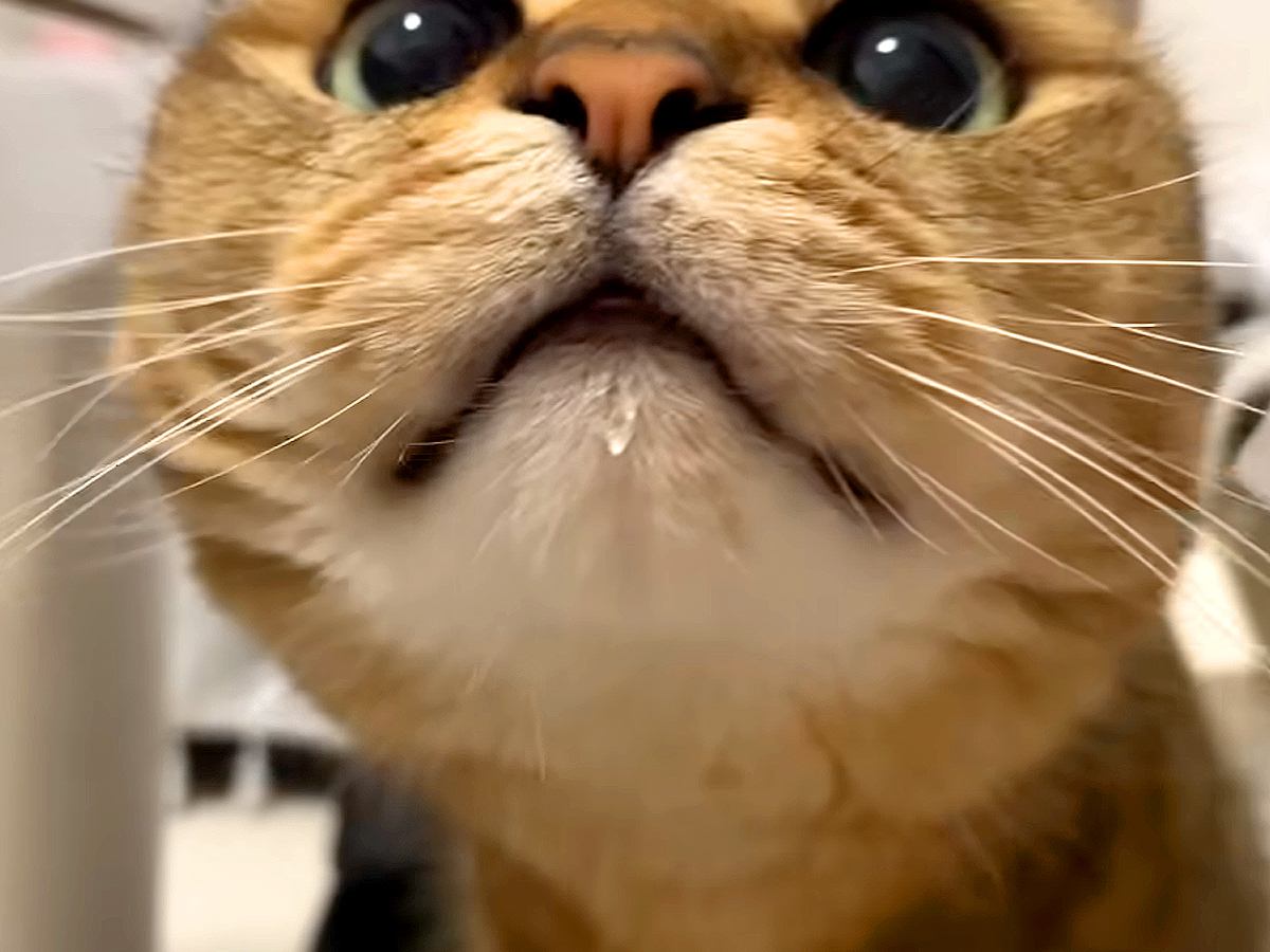 オヤツを食べてご機嫌な猫→ママがお口を拭いてあげようとしたら…『想定外の攻防戦』に「必死で拒否するのかわいい」「一瞬も目が離せない」の声