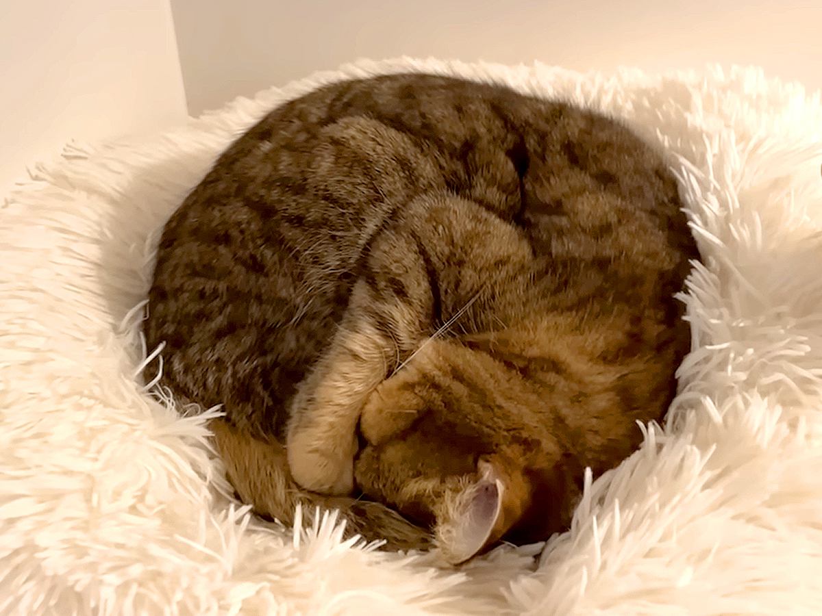 猫と暮らしている女性→ロフトから『フクロウの鳴き声』が聞こえてきて…『予想外の光景』に爆笑「可愛すぎ」「ニャンコのいびきは平和の象徴」