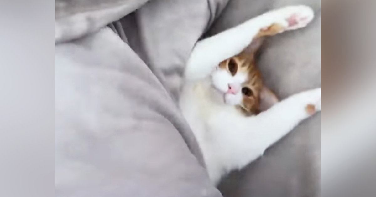 布団をめくってみたら、中にいたネコが…予想外の『可愛すぎるリアクション』が157万再生「寝起きは撮影NGだったかｗ」「悶絶級」