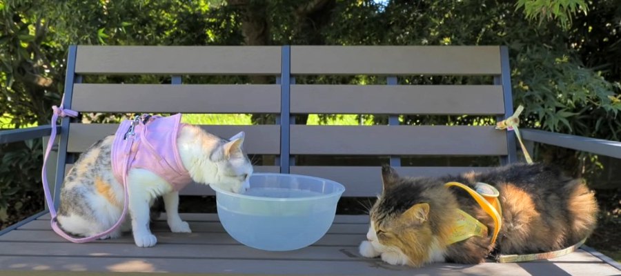 氷でひんやり♪ニャンズの冷た〜い水分補給