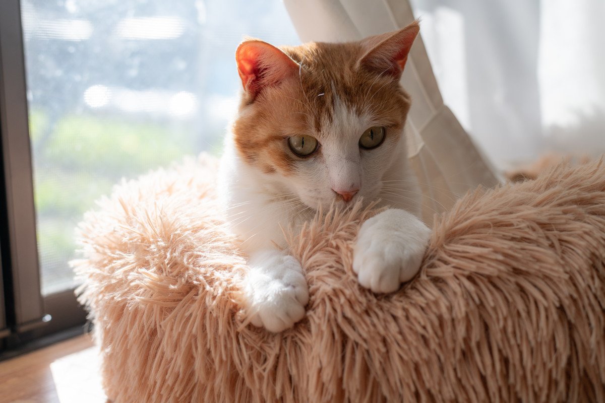 猫が見せるかわいい『手の仕草』3選　隠されている心理や応え方のポイント