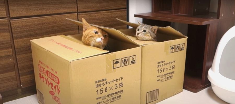 シンクロ！同時にひょっこり顔を出す猫ちゃんが可愛すぎる♡