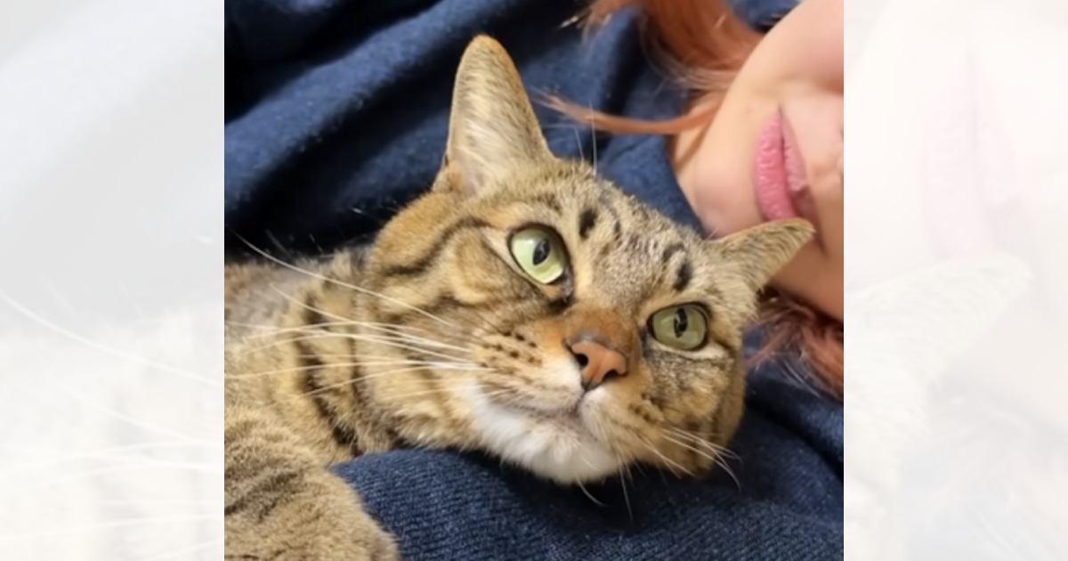 ママの腕にギュッとしがみつく猫→『好きなの？』と聞いてみたら…まさかの尊すぎる瞬間が40万再生「本当にたまらん」「大好きなんだね」