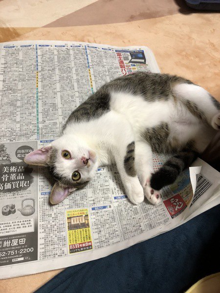 猫が新聞紙にダイブする6つの理由