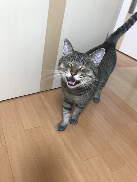 猫にとっての名前とは？どんな風に認識してるの？