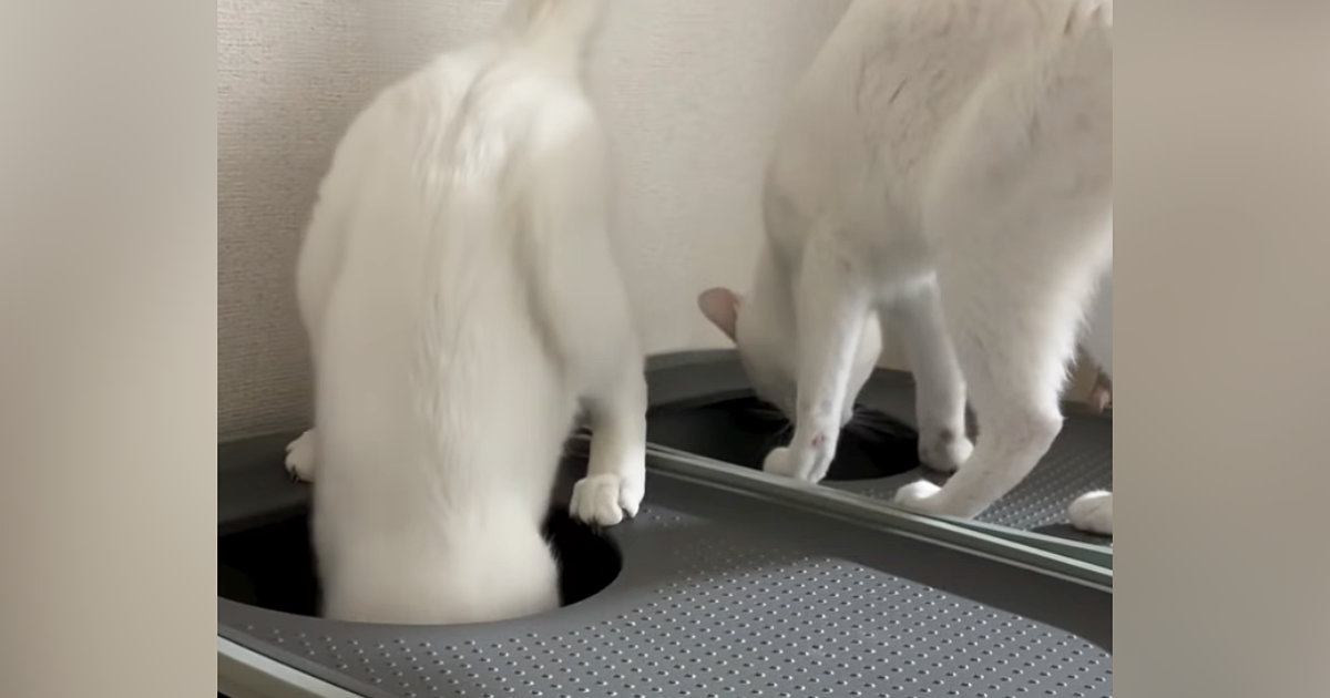 同時にトイレへ向かった兄弟猫…2匹が見せたまさかの『動き』に笑ってしまう人が続出「すごいｗｗ」「なかなか見られない光景ｗ」